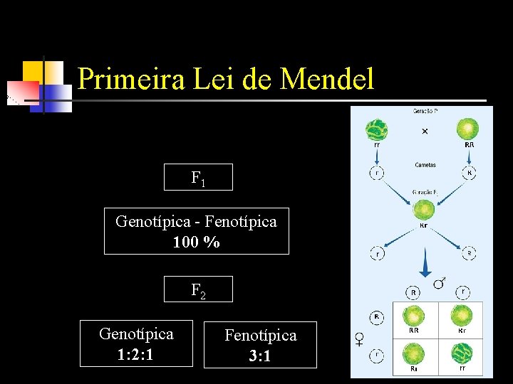 Primeira Lei de Mendel F 1 Genotípica - Fenotípica 100 % F 2 Genotípica