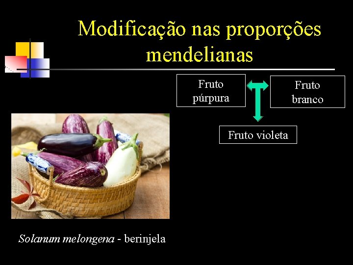 Modificação nas proporções mendelianas Fruto púrpura Fruto violeta Solanum melongena - berinjela Fruto branco