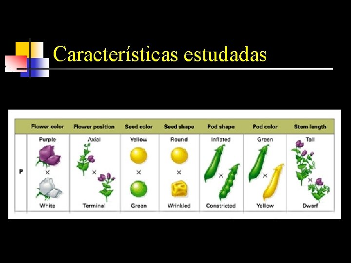 Características estudadas 