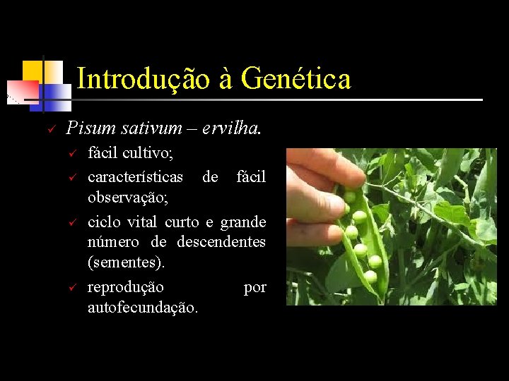 Introdução à Genética ü Pisum sativum – ervilha. ü ü fácil cultivo; características de