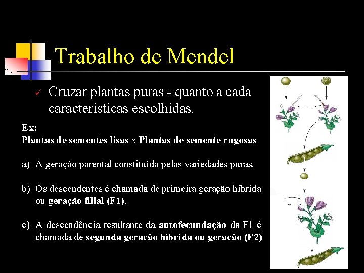 Trabalho de Mendel ü Cruzar plantas puras - quanto a cada características escolhidas. Ex: