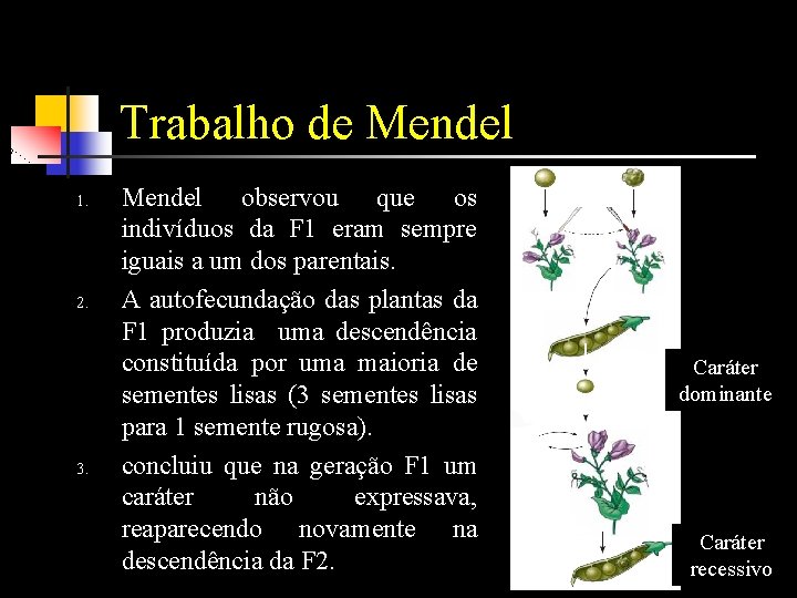 Trabalho de Mendel 1. 2. 3. Mendel observou que os indivíduos da F 1