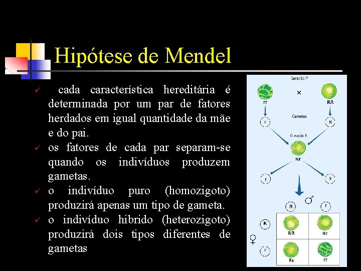 Hipótese de Mendel ü ü cada característica hereditária é determinada por um par de