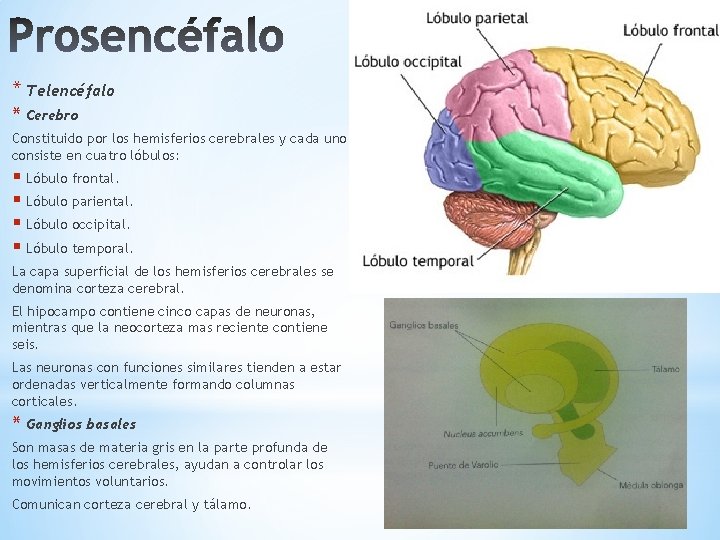 * Telencéfalo * Cerebro Constituido por los hemisferios cerebrales y cada uno consiste en