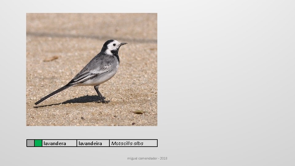  lavandera lavandeira Motacilla alba miguel comendador - 2018 