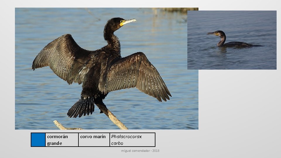  cormorán grande corvo marín Phalacrocorax carbo miguel comendador - 2018 