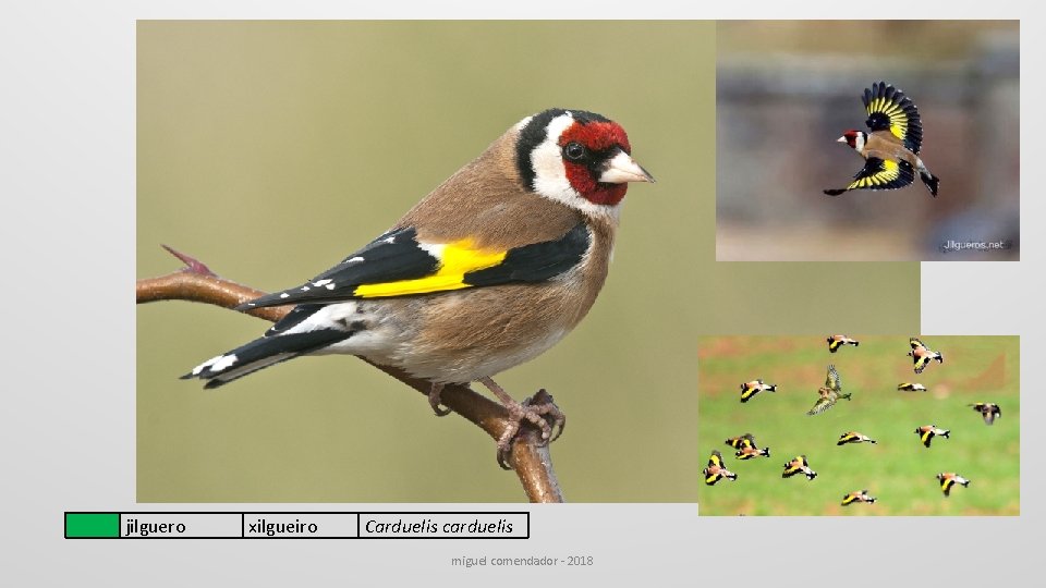  jilguero xilgueiro Carduelis carduelis miguel comendador - 2018 