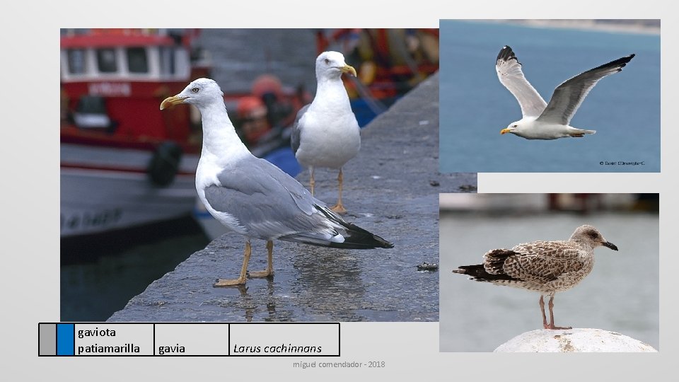  gaviota patiamarilla gavia Larus cachinnans miguel comendador - 2018 