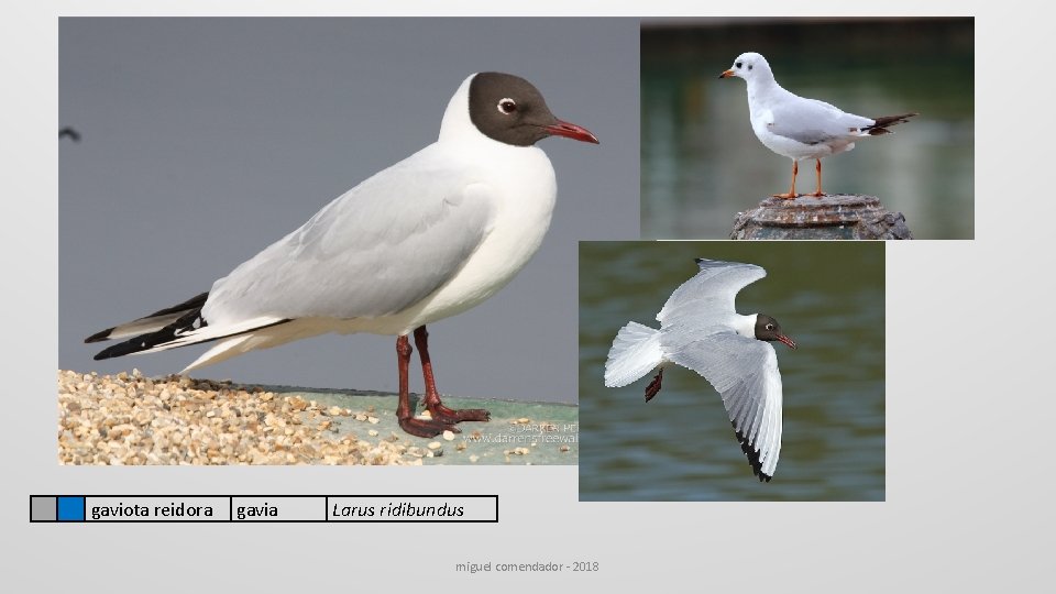  gaviota reidora gavia Larus ridibundus miguel comendador - 2018 