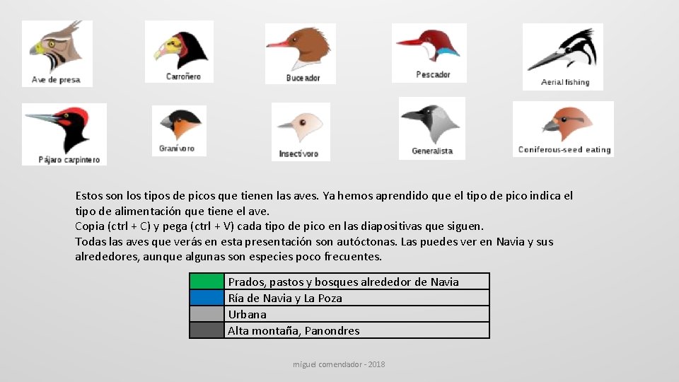 Estos son los tipos de picos que tienen las aves. Ya hemos aprendido que