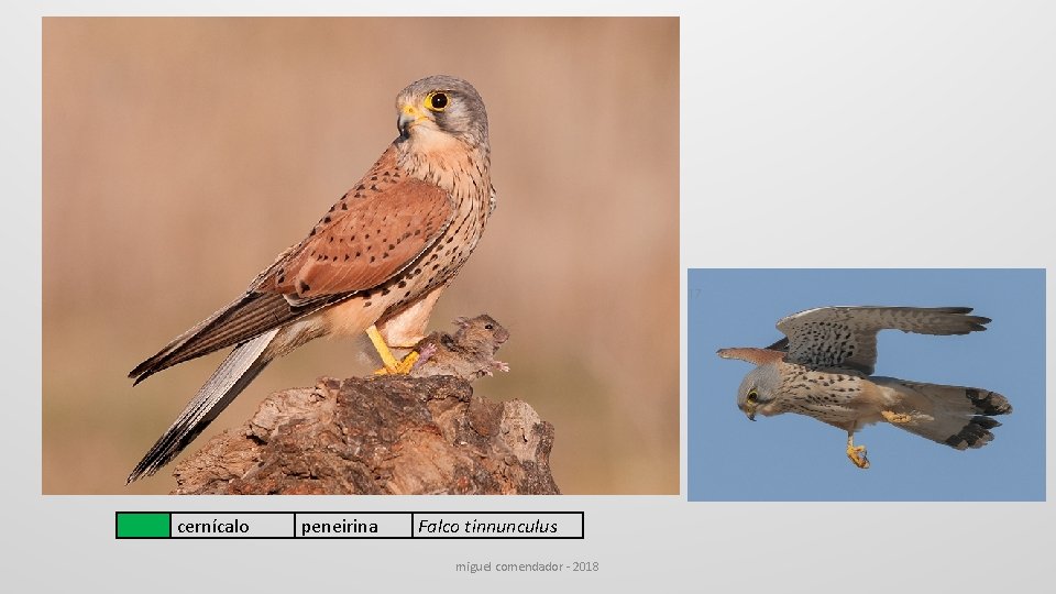  cernícalo peneirina Falco tinnunculus miguel comendador - 2018 