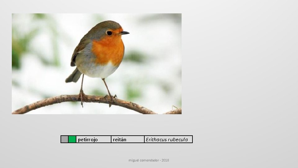  petirrojo reitán Erithacus rubecula miguel comendador - 2018 