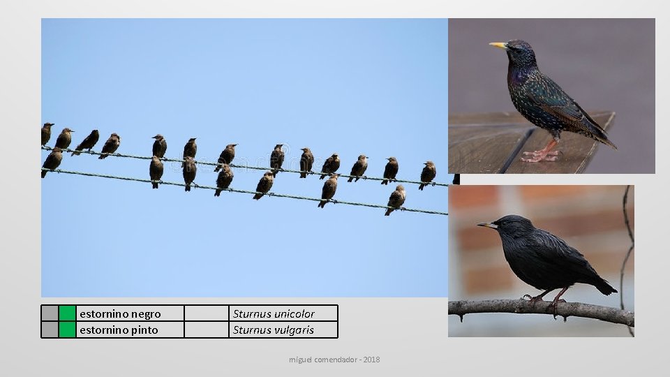  estornino negro estornino pinto Sturnus unicolor Sturnus vulgaris miguel comendador - 2018 