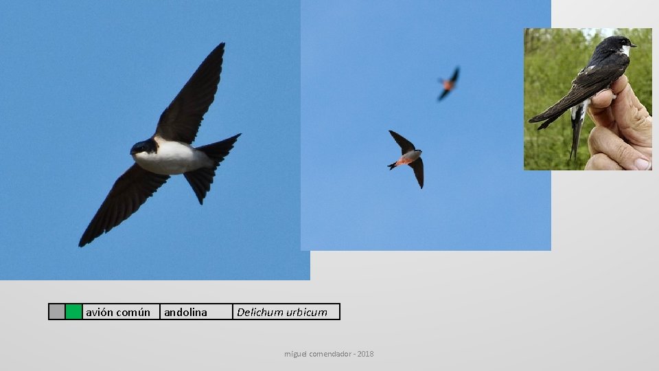 avión común andolina Delichum urbicum miguel comendador - 2018 avión común andolina Delichum urbicum miguel comendador - 2018