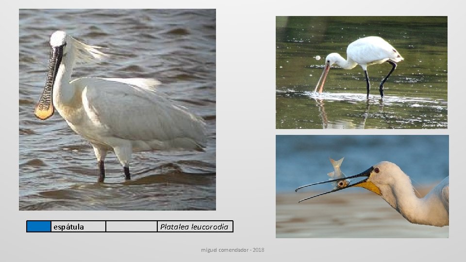 espátula Platalea leucorodia miguel comendador - 2018 espátula Platalea leucorodia miguel comendador - 2018