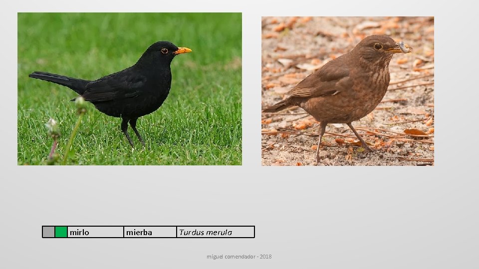 mirlo mierba Turdus merula miguel comendador - 2018 mirlo mierba Turdus merula miguel comendador - 2018