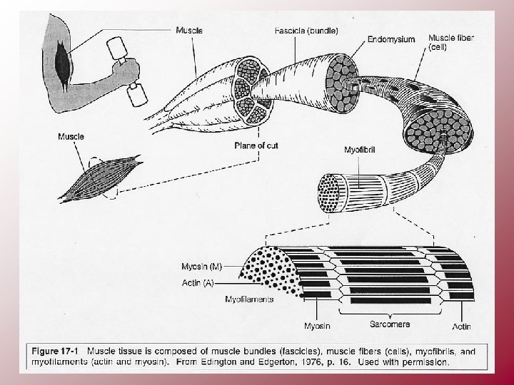 Muscle Growth Plasticity Embryology All muscles derive from