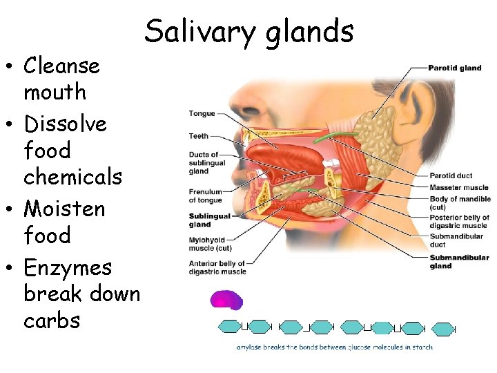  • Cleanse mouth • Dissolve food chemicals • Moisten food • Enzymes break