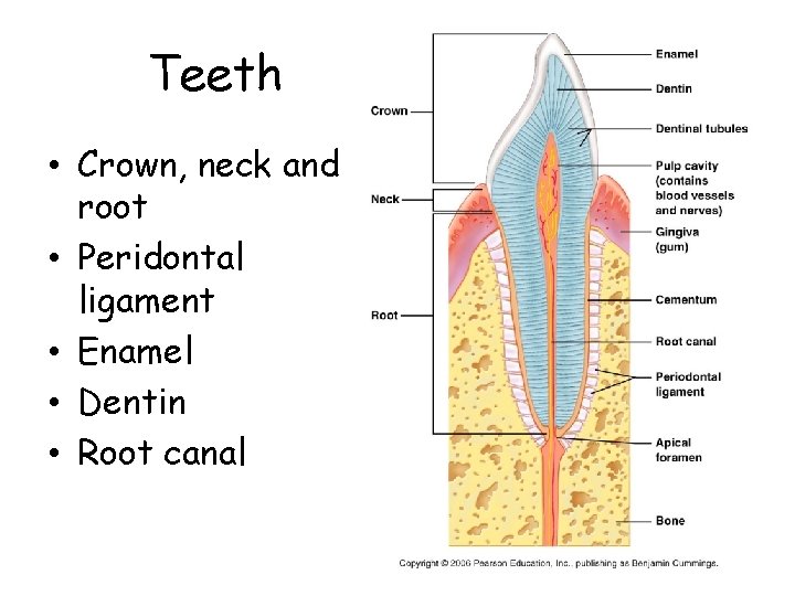Teeth • Crown, neck and root • Peridontal ligament • Enamel • Dentin •