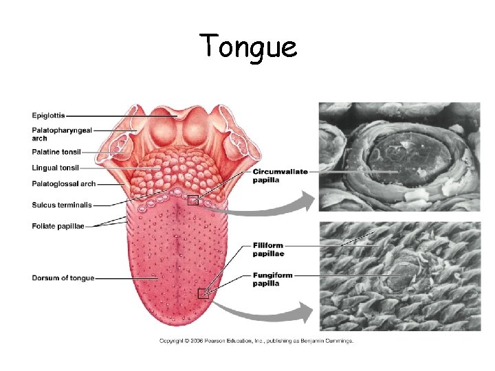 Tongue 