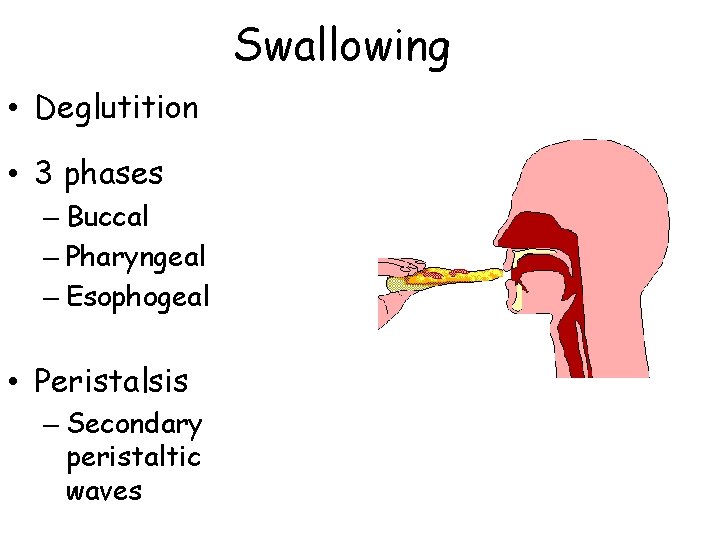 Swallowing • Deglutition • 3 phases – Buccal – Pharyngeal – Esophogeal • Peristalsis