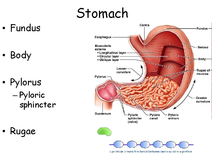  • Fundus • Body • Pylorus – Pyloric sphincter • Rugae Stomach 