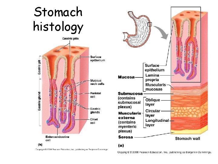 Stomach histology 