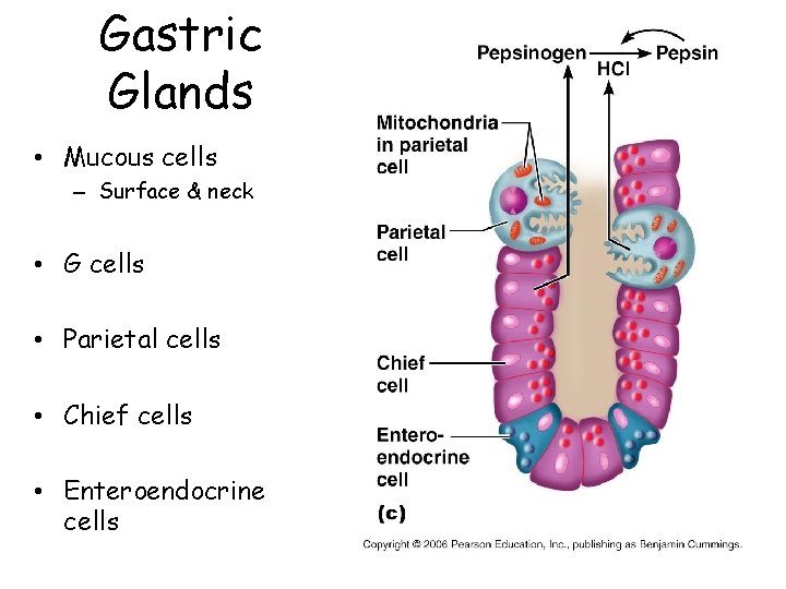 Gastric Glands • Mucous cells – Surface & neck • G cells • Parietal