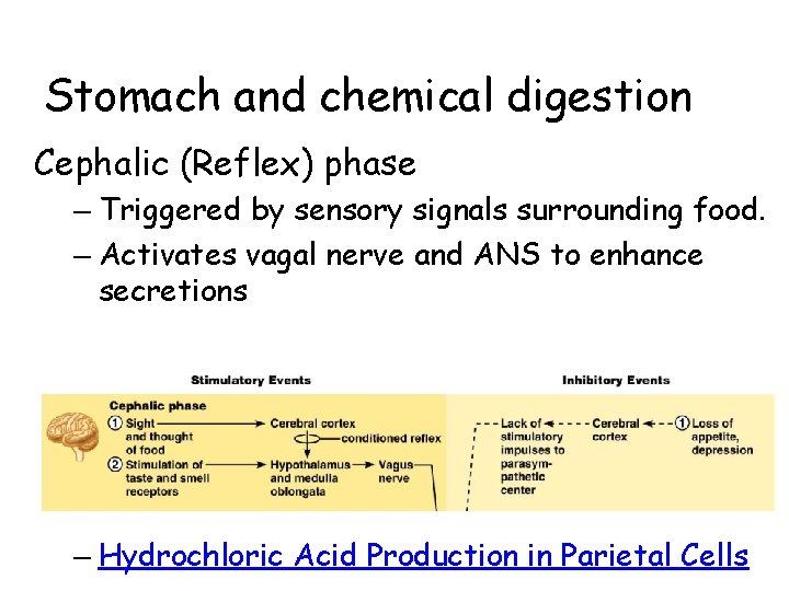 Stomach and chemical digestion Cephalic (Reflex) phase – Triggered by sensory signals surrounding food.