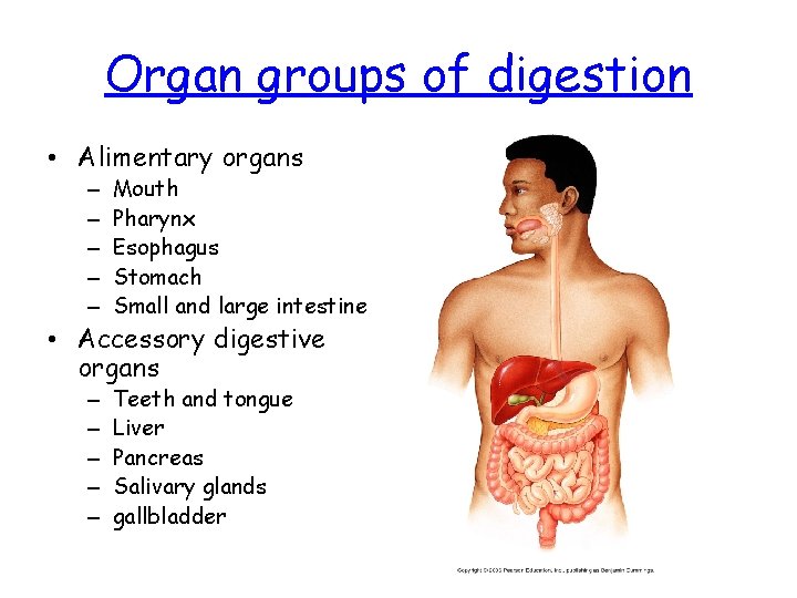 Organ groups of digestion • Alimentary organs – – – Mouth Pharynx Esophagus Stomach