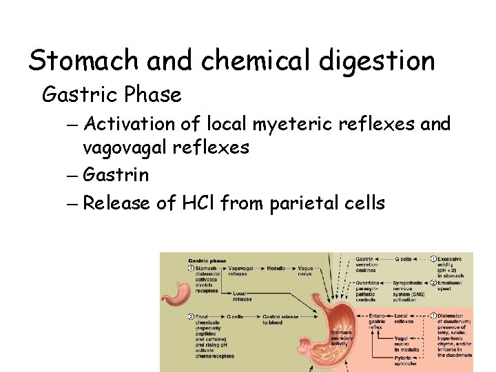 Stomach and chemical digestion Gastric Phase – Activation of local myeteric reflexes and vagovagal