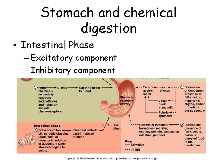Stomach and chemical digestion • Intestinal Phase – Excitatory component – Inhibitory component 