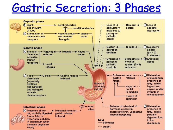 Gastric Secretion: 3 Phases 