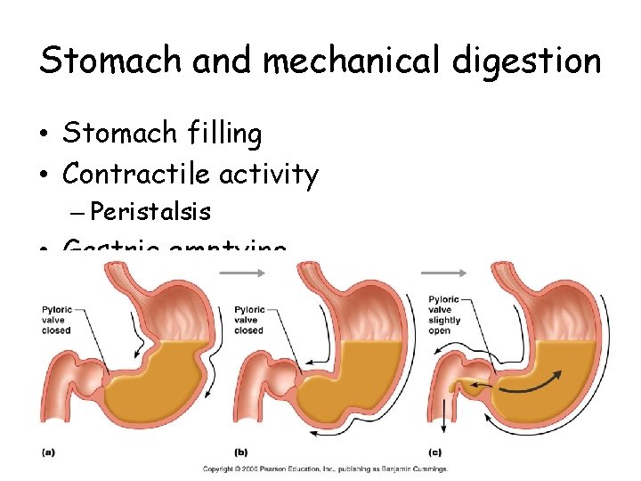 Stomach and mechanical digestion • Stomach filling • Contractile activity – Peristalsis • Gastric