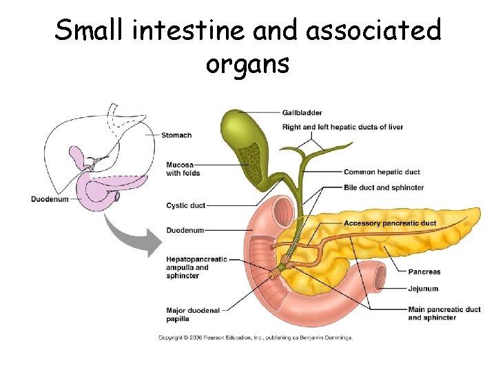 Small intestine and associated organs 