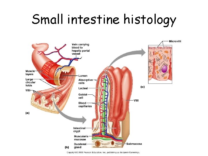 Small intestine histology 