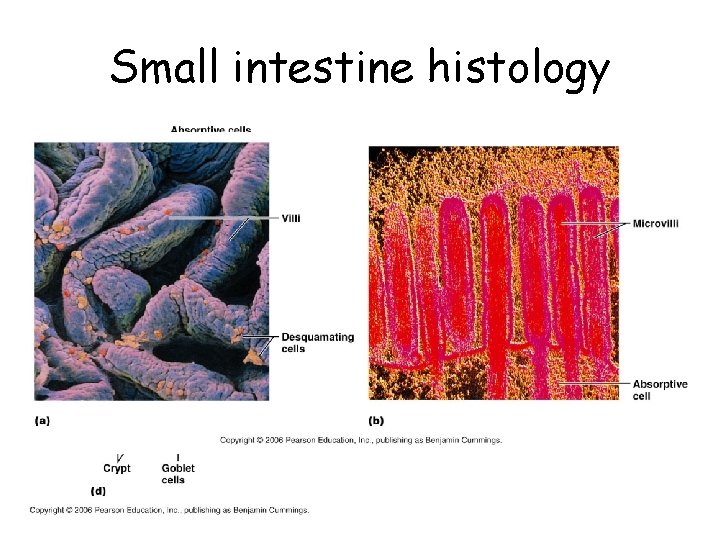 Small intestine histology 