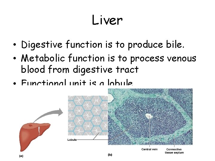 Liver • Digestive function is to produce bile. • Metabolic function is to process