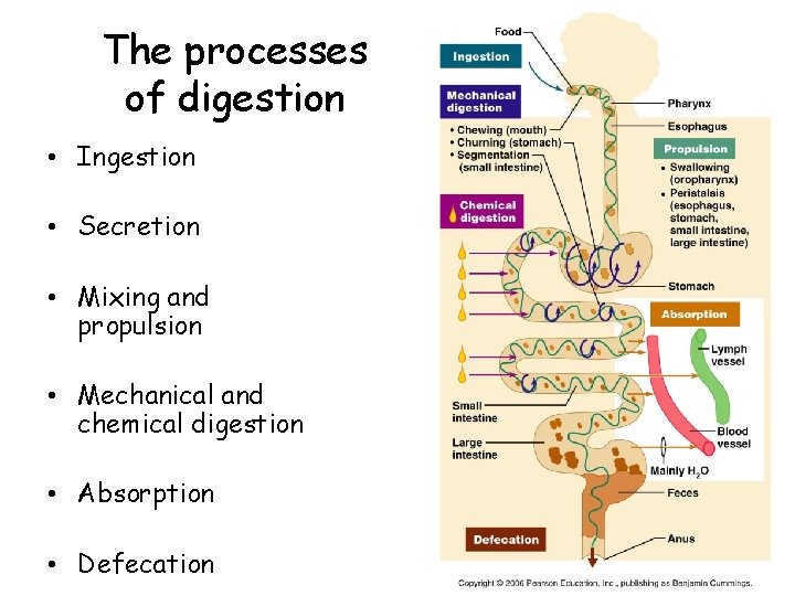 The processes of digestion • Ingestion • Secretion • Mixing and propulsion • Mechanical