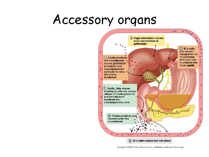 Accessory organs 