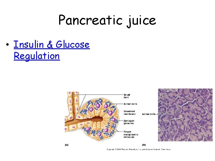 Pancreatic juice • Insulin & Glucose Regulation 