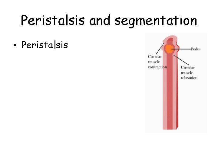 Peristalsis and segmentation • Peristalsis 