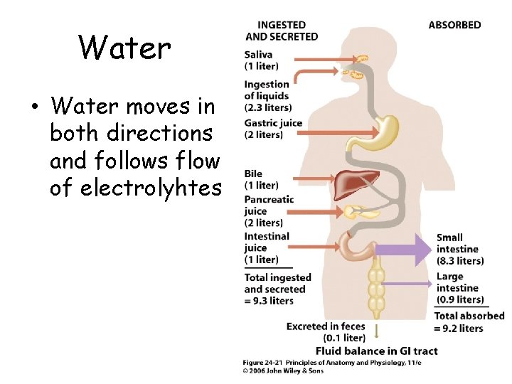 Water • Water moves in both directions and follows flow of electrolyhtes 