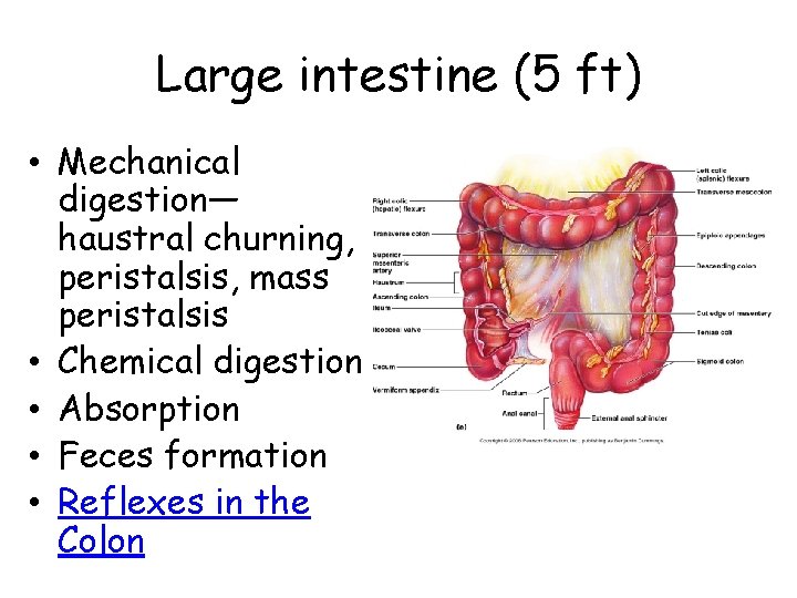 Large intestine (5 ft) • Mechanical digestion— haustral churning, peristalsis, mass peristalsis • Chemical