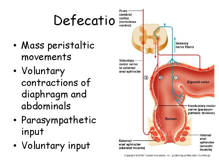 Defecation reflex • Mass peristaltic movements • Voluntary contractions of diaphragm and abdominals •