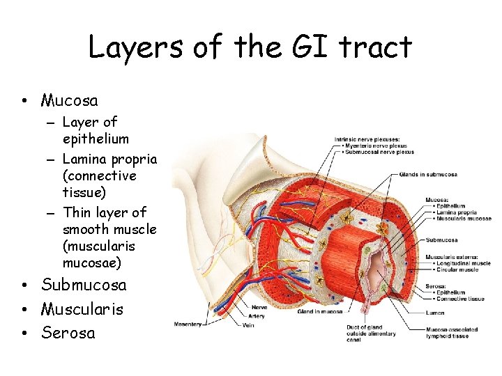 Layers of the GI tract • Mucosa – Layer of epithelium – Lamina propria