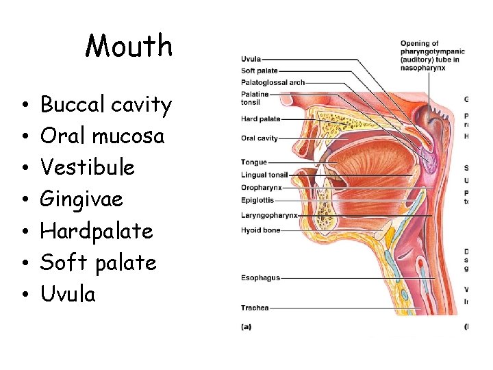 Mouth • • Buccal cavity Oral mucosa Vestibule Gingivae Hardpalate Soft palate Uvula 