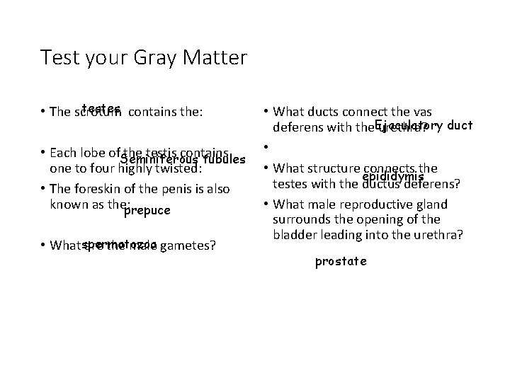 Test your Gray Matter testes contains the: • The scrotum • Each lobe of.