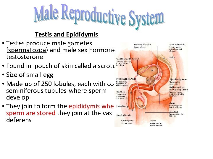 Testis and Epididymis • Testes produce male gametes (spermatozoa) and male sex hormonetestosterone •