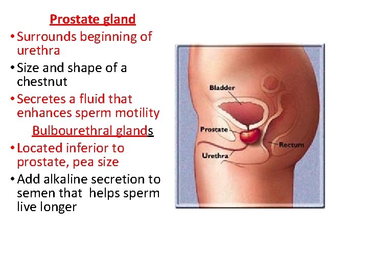 Prostate gland • Surrounds beginning of urethra • Size and shape of a chestnut